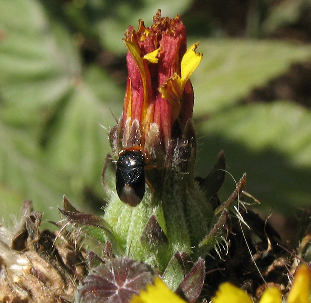 Geocoris (Piocoris) erythrocephalus