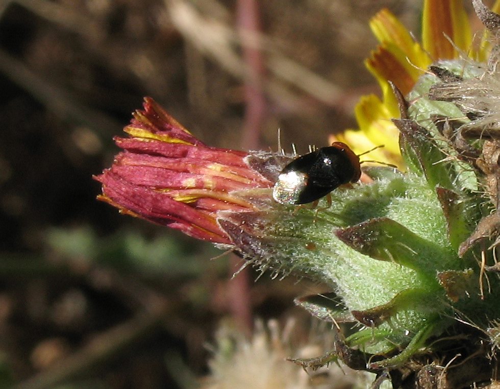 Geocoris (Piocoris) erythrocephalus