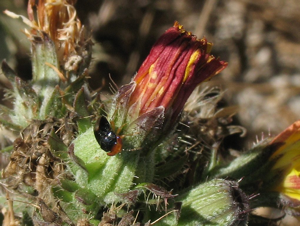 Geocoris (Piocoris) erythrocephalus