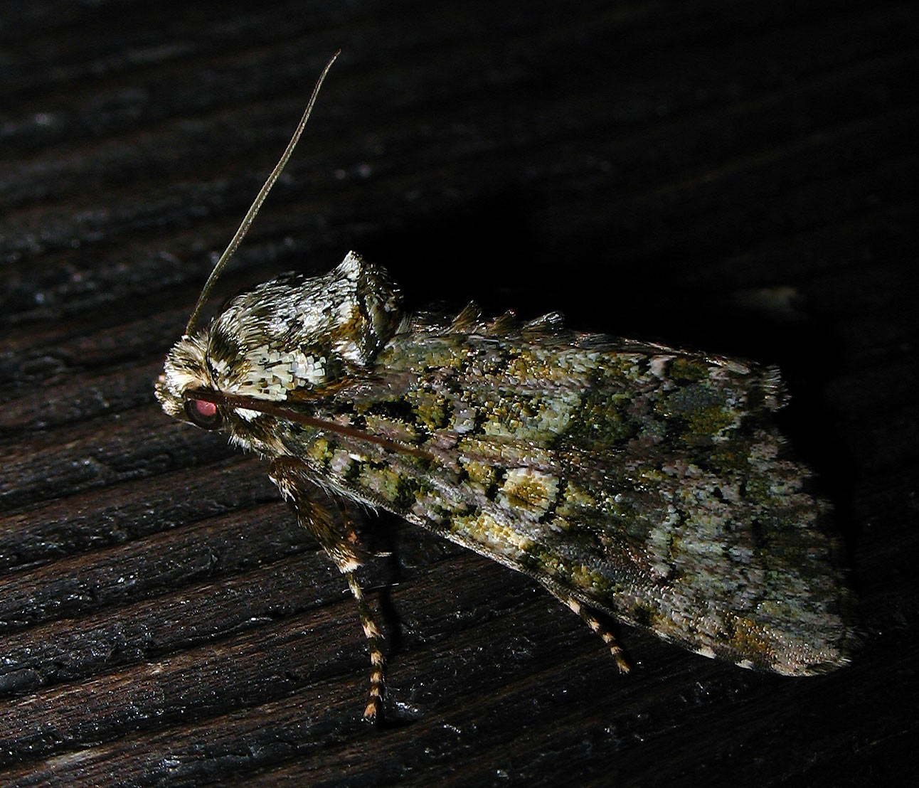 Splendida falena dai colori del bosco: Craniophora ligustri