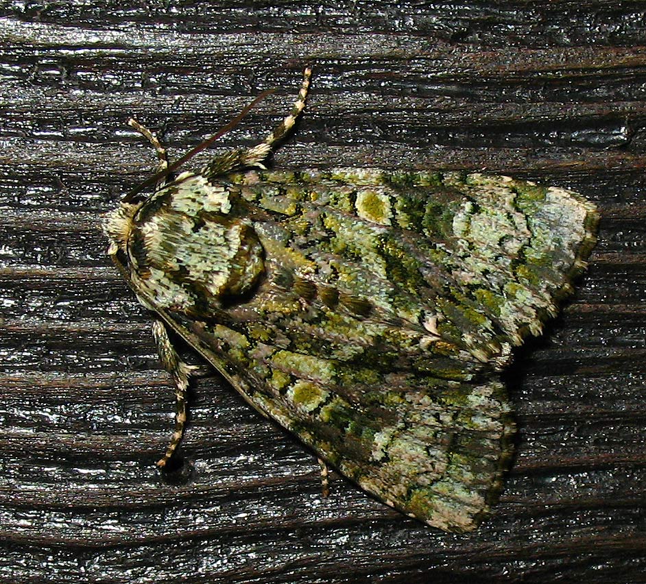 Splendida falena dai colori del bosco: Craniophora ligustri