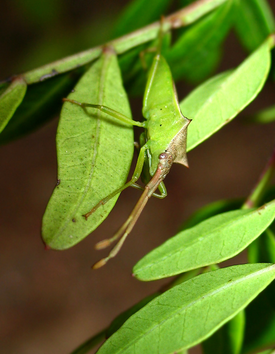 Perfetto mimetismo: sempre lui Gonocerus isidiator