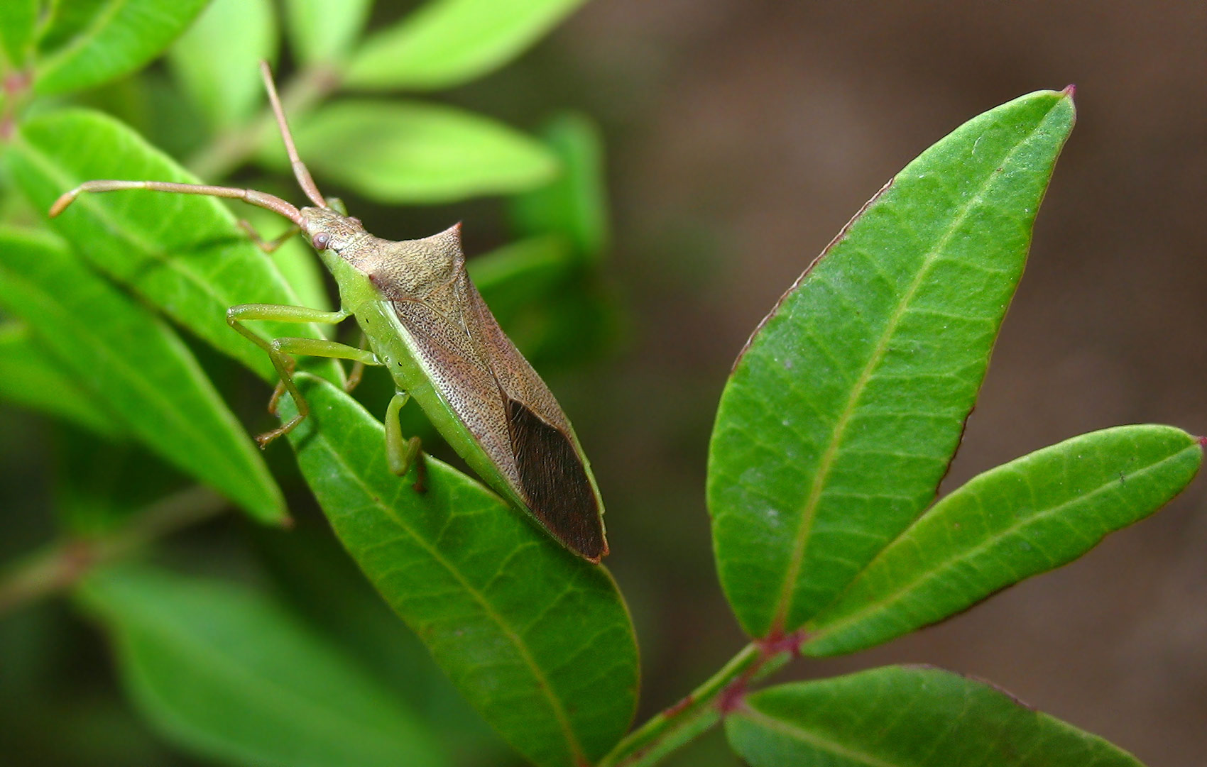 Perfetto mimetismo: sempre lui Gonocerus isidiator