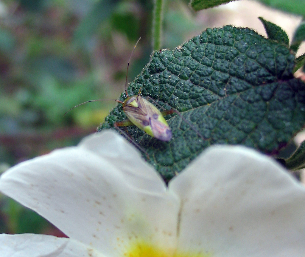 Miridae: Closterotomus trivialis