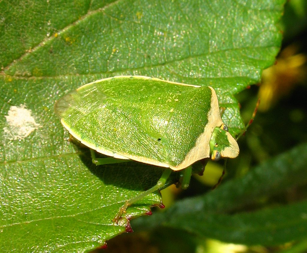 Nezara viridula 