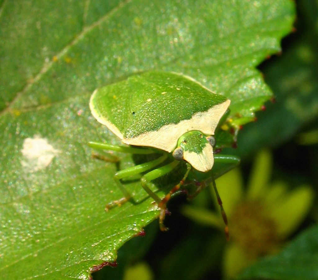 Nezara viridula 