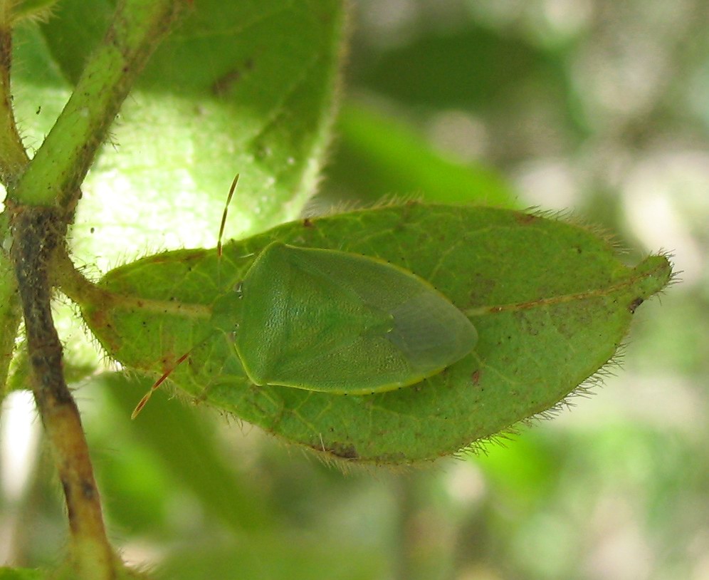 Una ninfa di Pentatomidae (Acrosternum?)