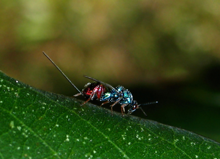 Hymenoptera: Torymidae