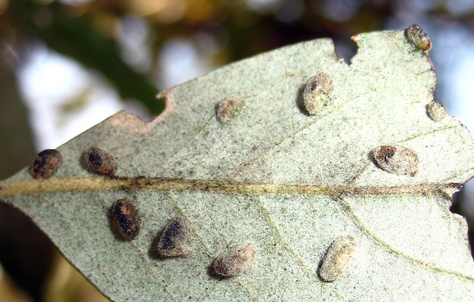 Hymenoptera: Torymidae