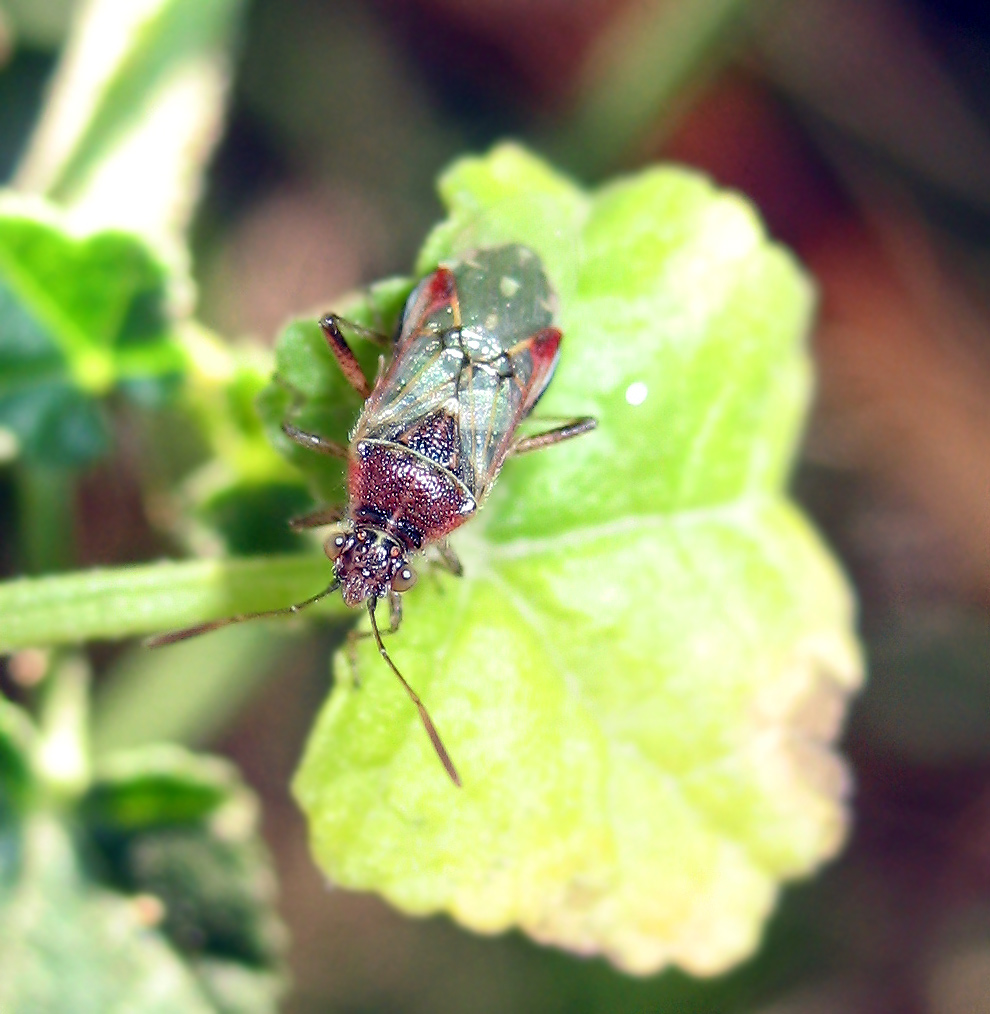 Liorhyssus hyalinus