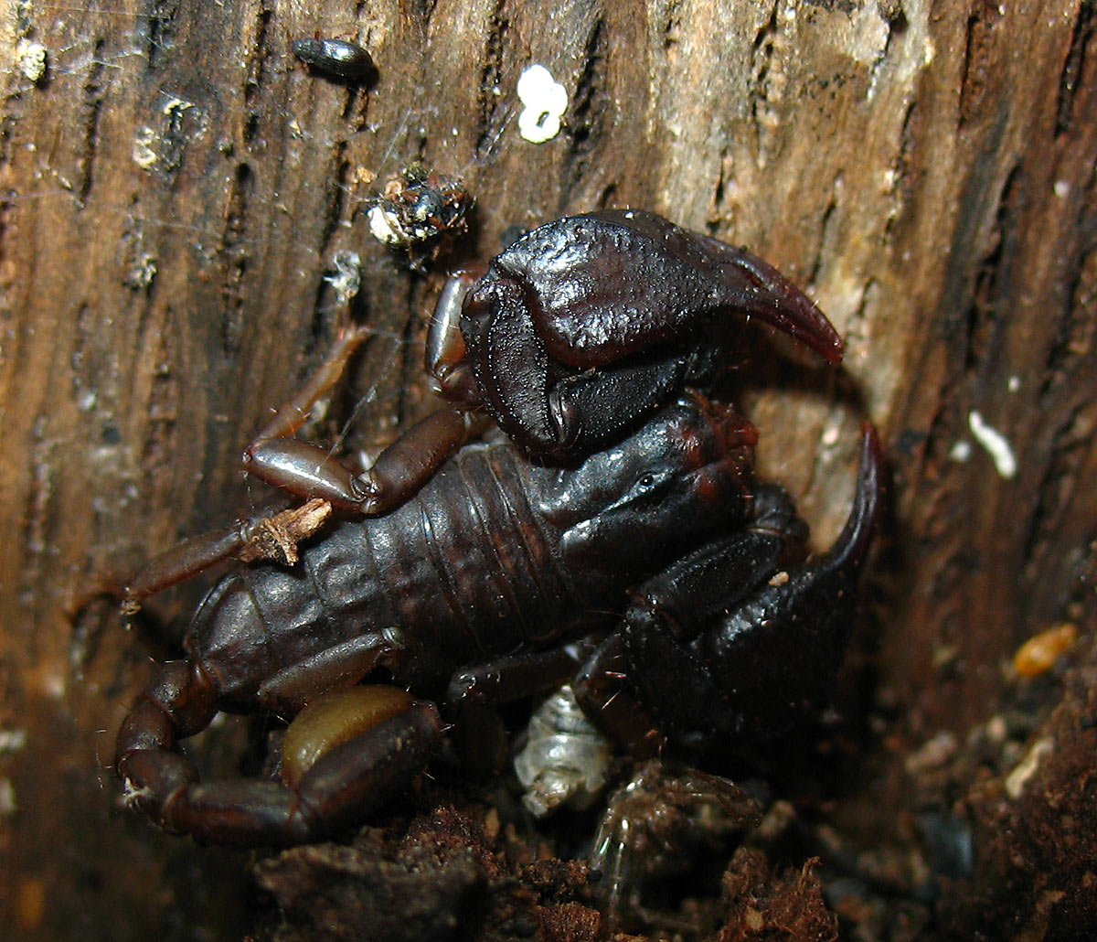 Euscorpius sp.