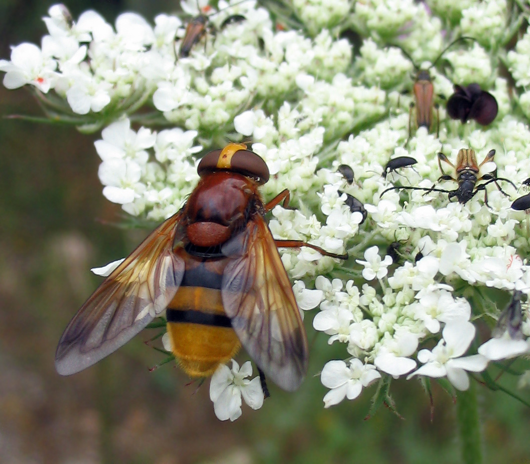 Volucella zonaria