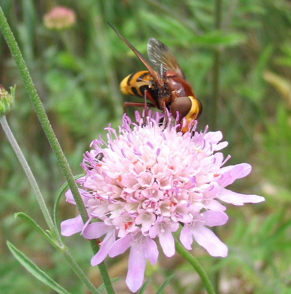 Volucella zonaria