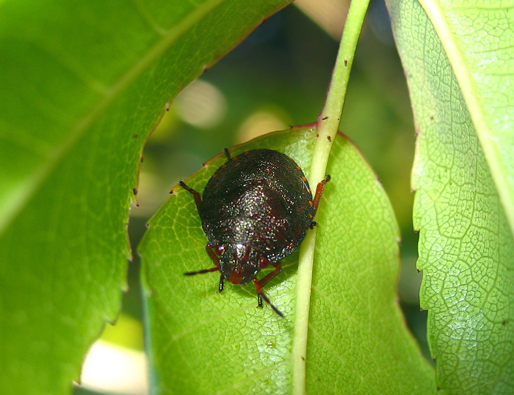 Solenosthedium bilunatum ninfa