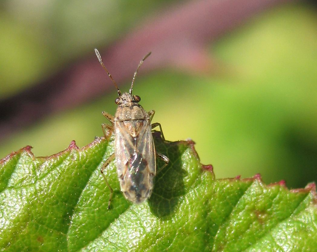 Nysius cymoides