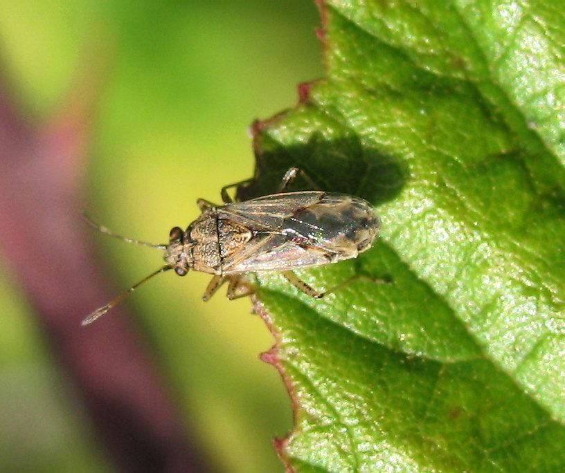 Nysius cymoides