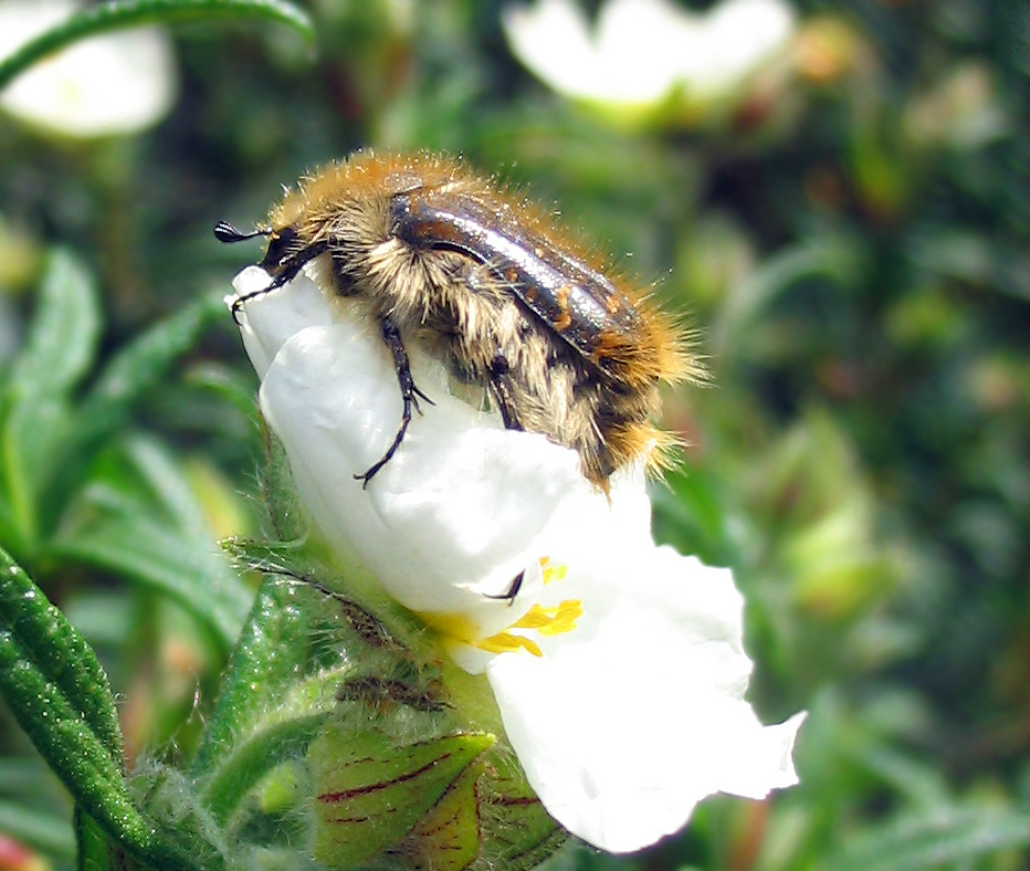 Molti dubbi su Tropinota sp.