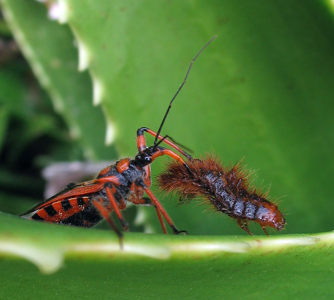 Rhynocoris cuspidatus?