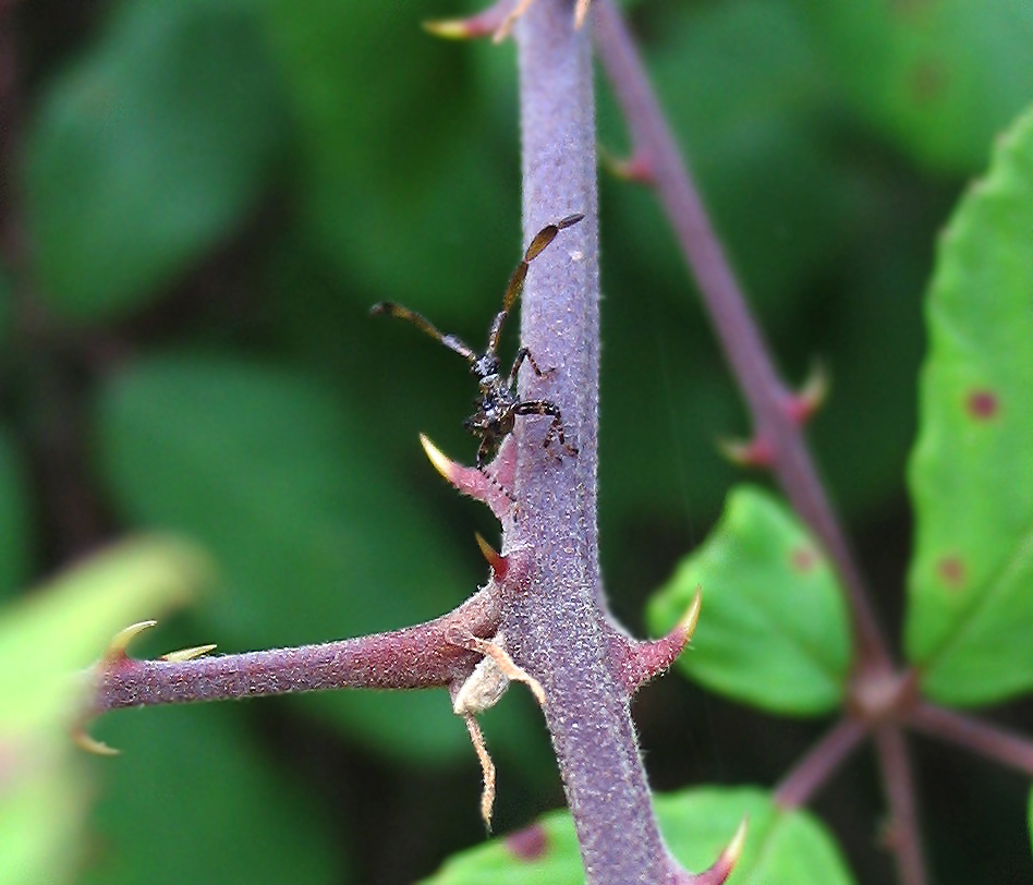 Coreus marginatus