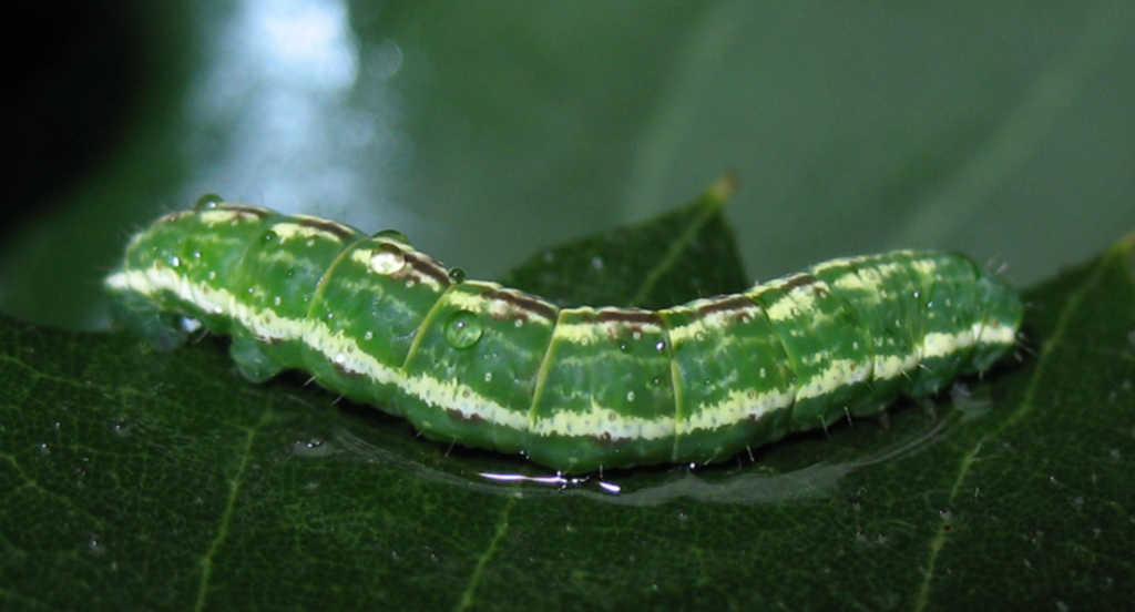 Bruco di Geometridae