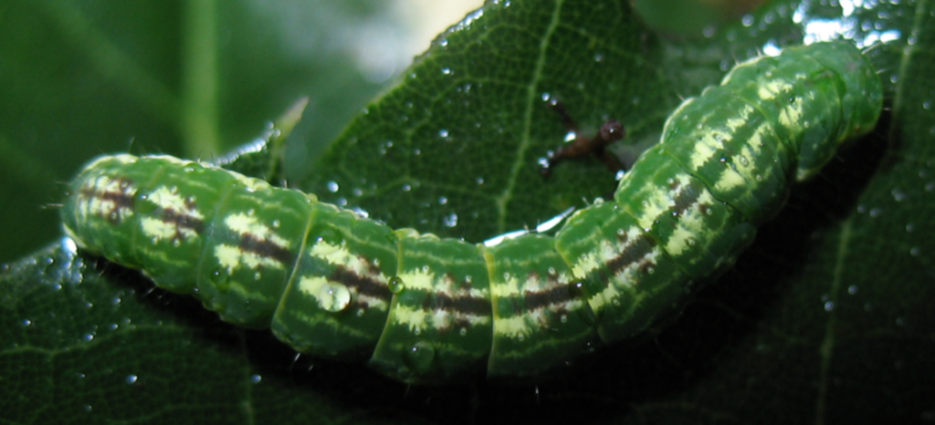 Bruco di Geometridae