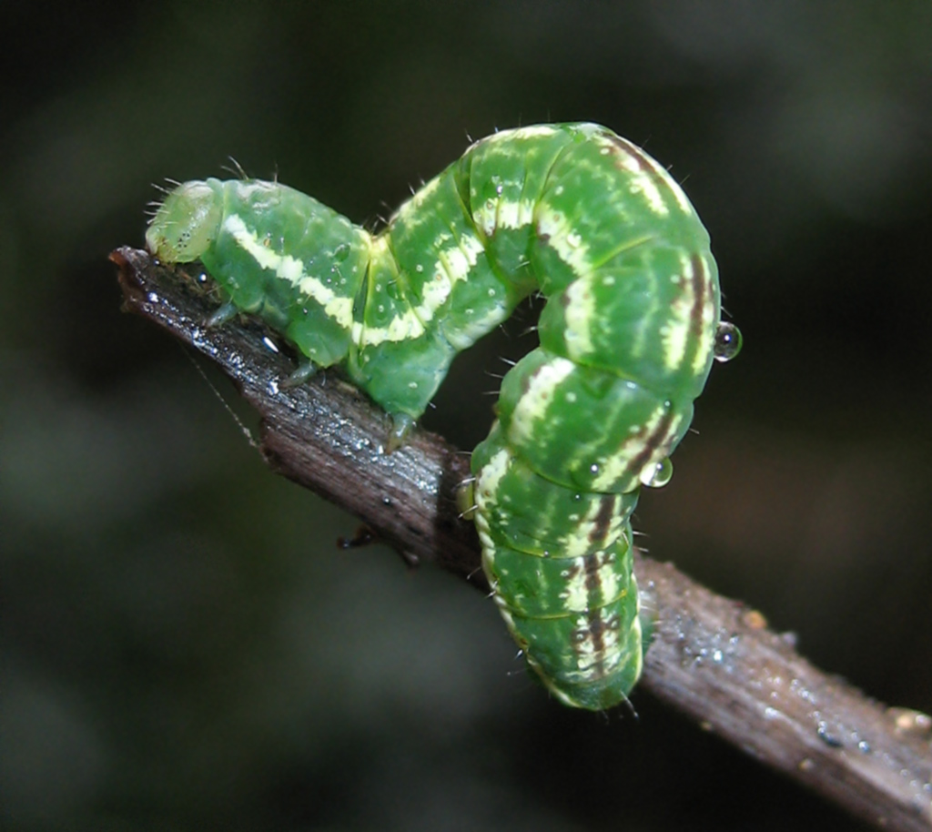 Bruco di Geometridae