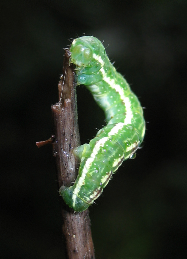 Bruco di Geometridae