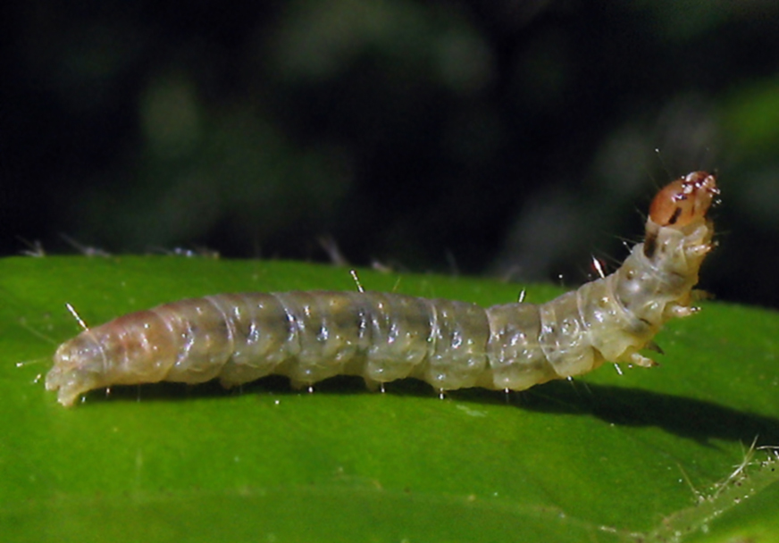 Piccolo bruco su Viburnum tinus