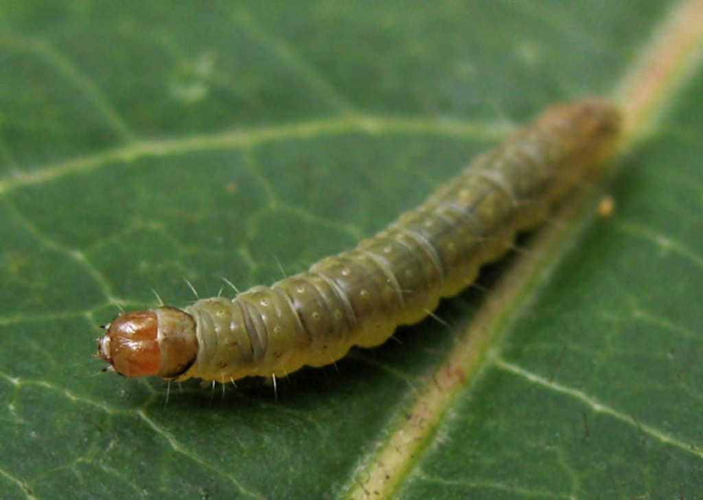 Piccolo bruco su Viburnum tinus