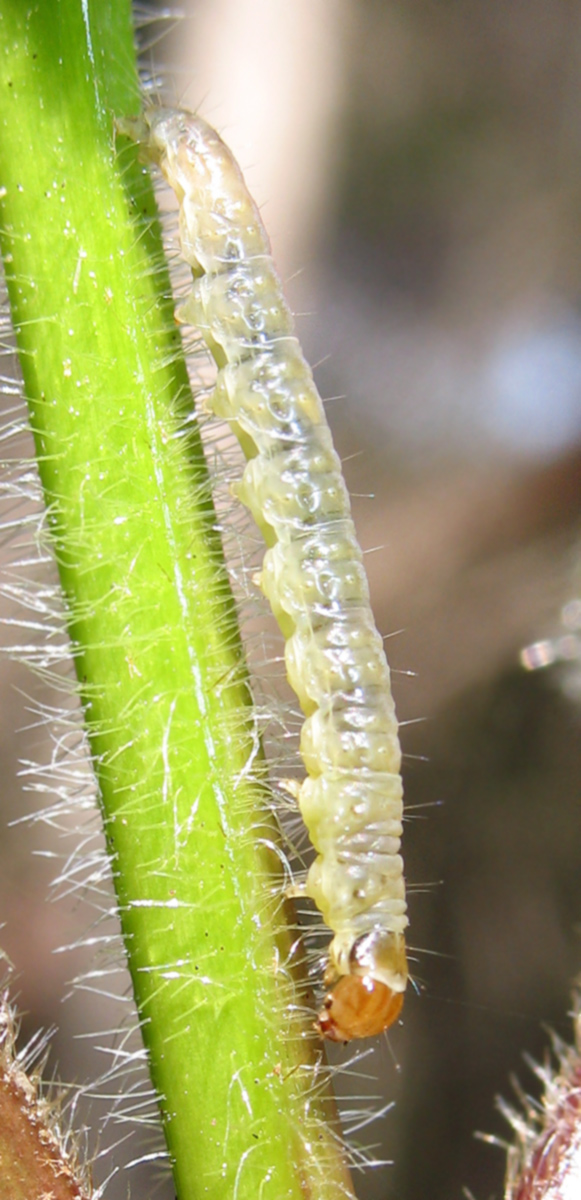 Piccolo bruco su Viburnum tinus