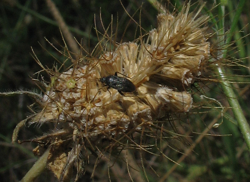 Piccolissimo Miridae su Echium vulgaris