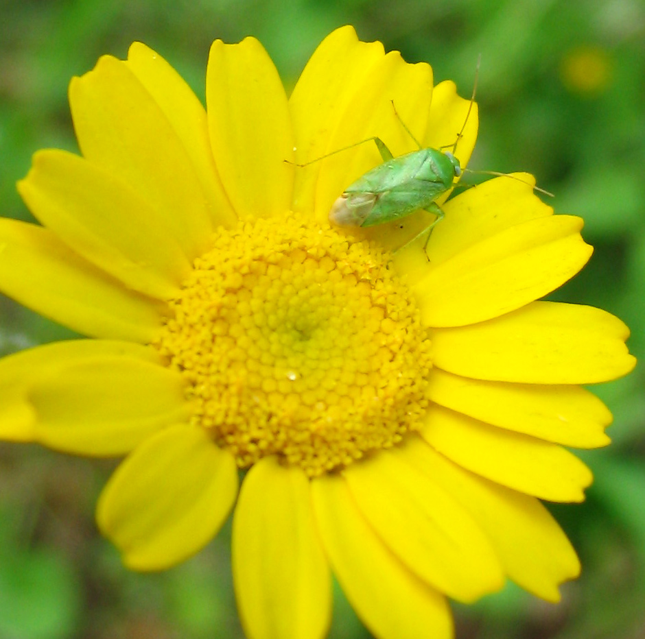 Miridae: Closterotomus norwegicus?? No: Apolygus spinolae