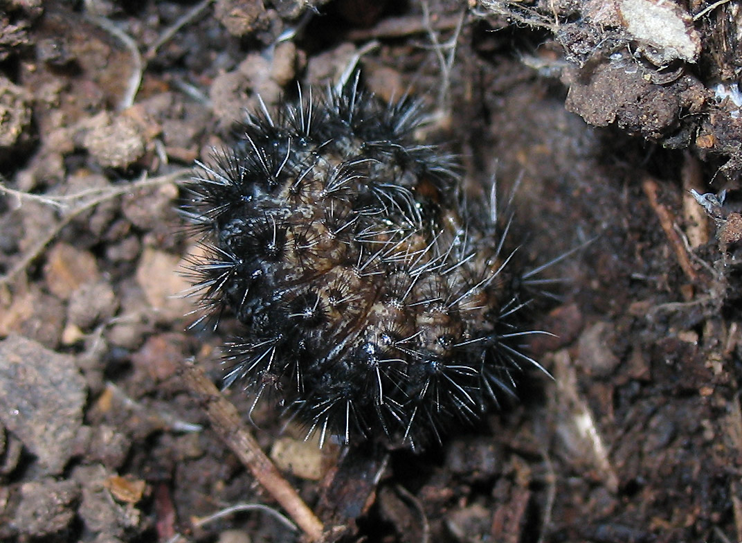 Bruco di Coscinia cribaria