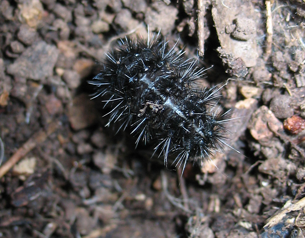 Bruco di Coscinia cribaria