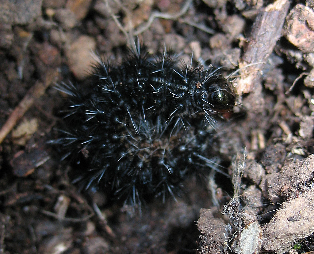 Bruco di Coscinia cribaria