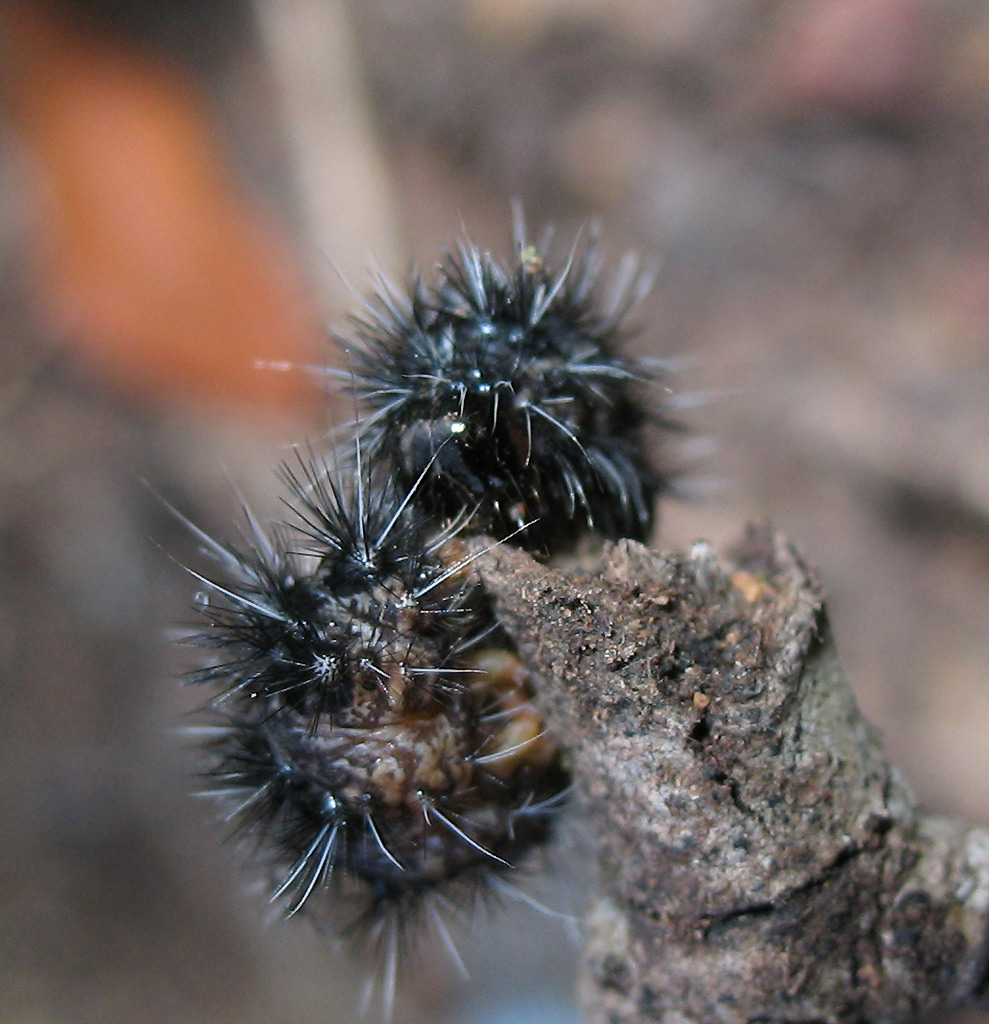 Bruco di Coscinia cribaria