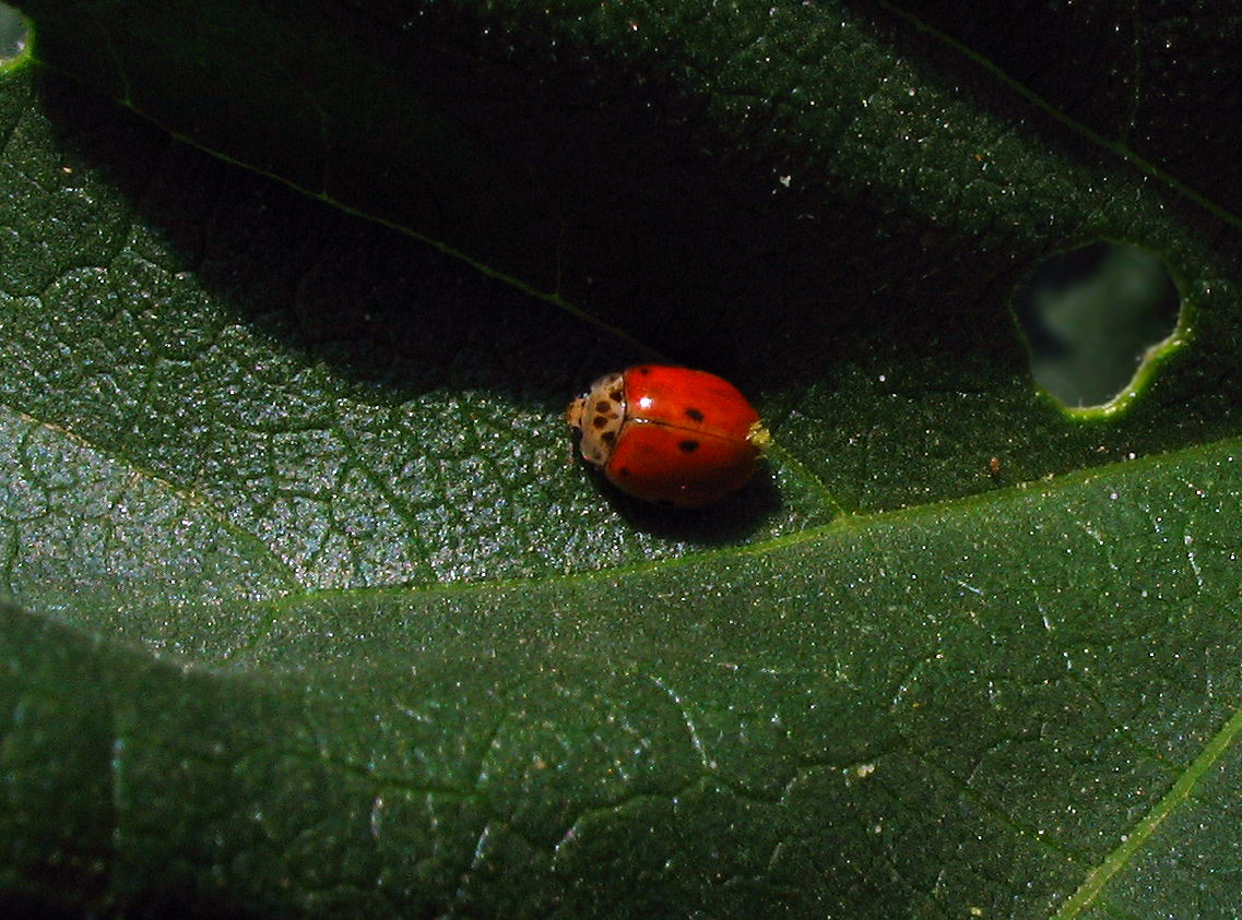 Mix di coccinelle: Propylea, Harmonia, Subcoccinella