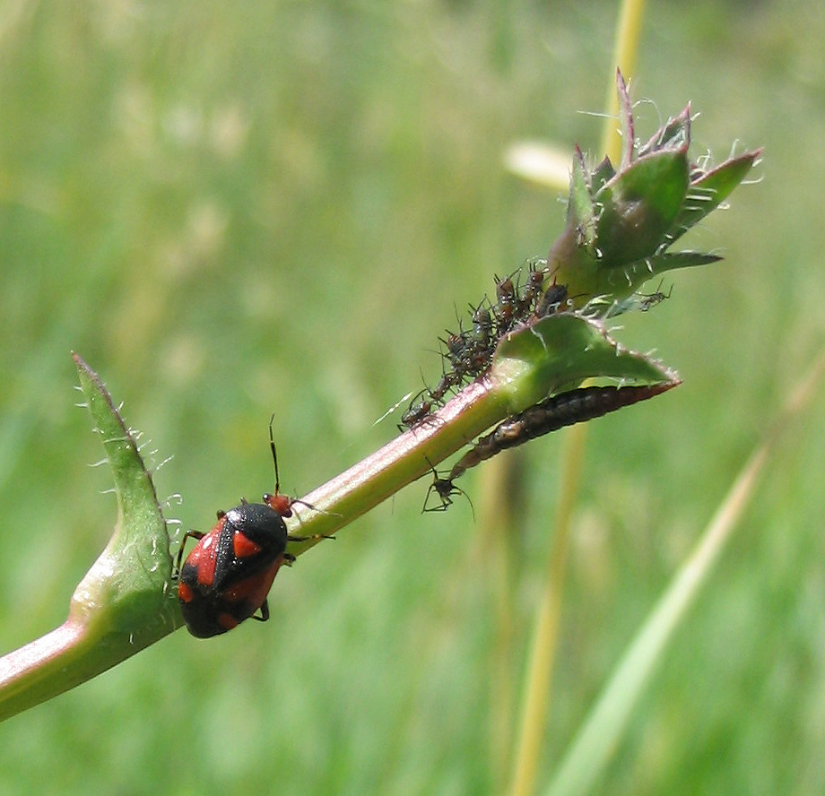 Deraecoris shach, afidi e larva di emerobide