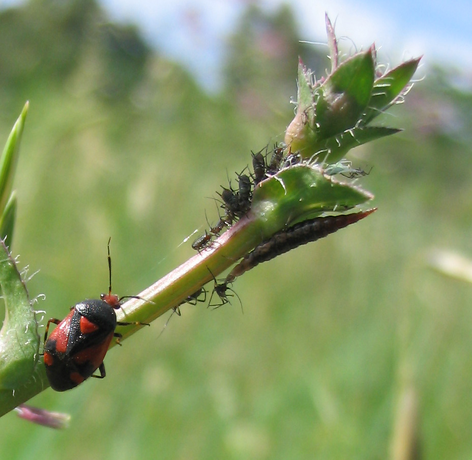 Deraecoris shach, afidi e larva di emerobide