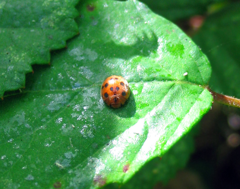 Mix di coccinelle: Propylea, Harmonia, Subcoccinella