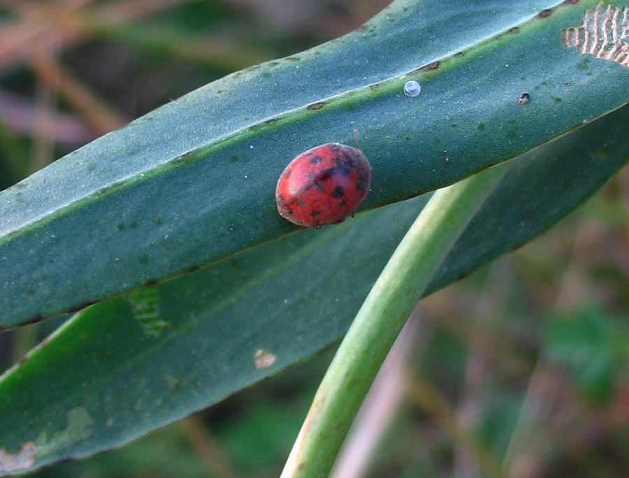 Mix di coccinelle: Propylea, Harmonia, Subcoccinella