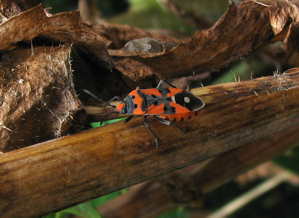 Lygaeidae: Lygaeus equestris? S