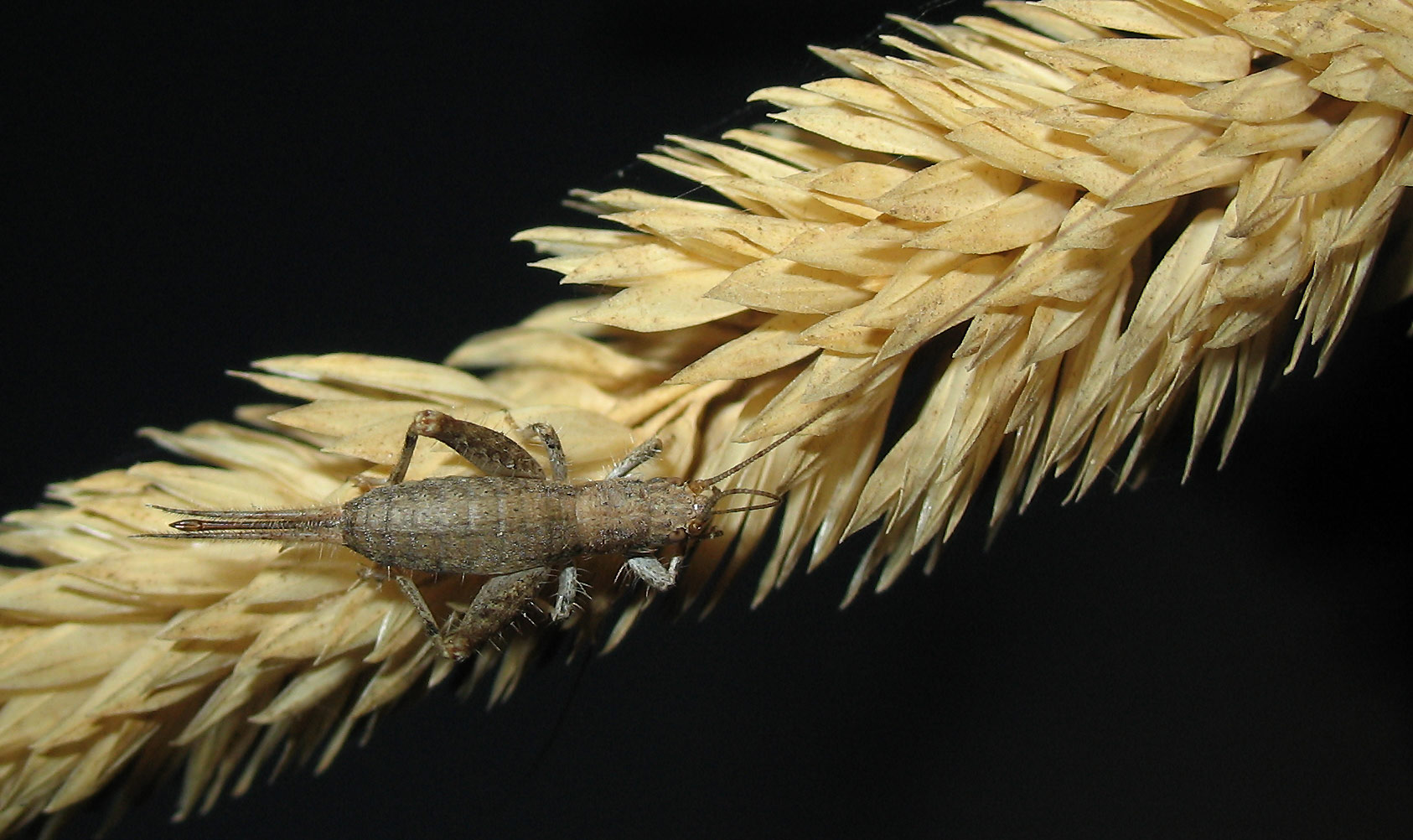 Arachnocephalus vestitus e Propylea quatordecimpunctata