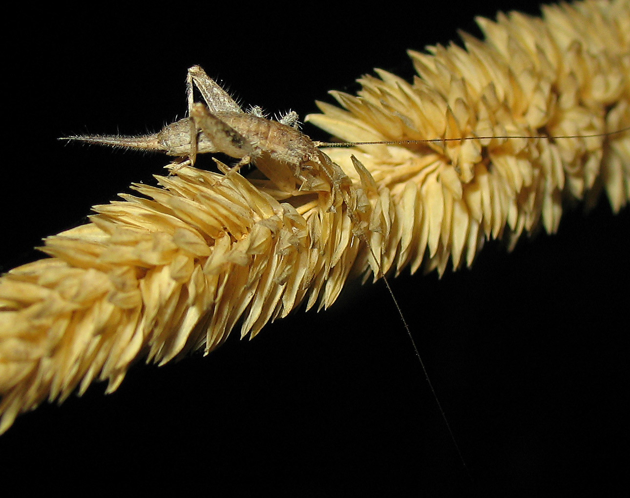 Arachnocephalus vestitus e Propylea quatordecimpunctata