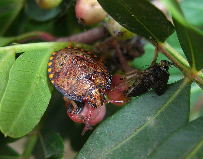 Piccoli Solenosthedium bilunatum crescono....