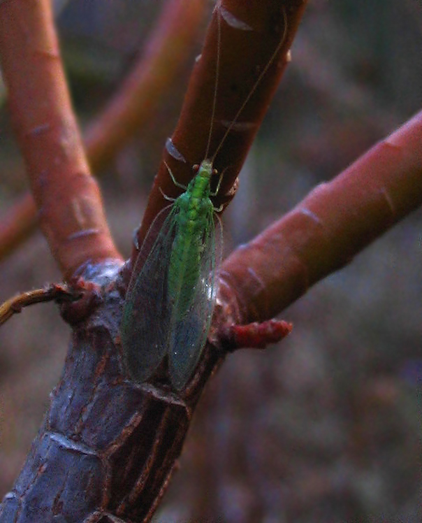 Dichochrysa flavifrons