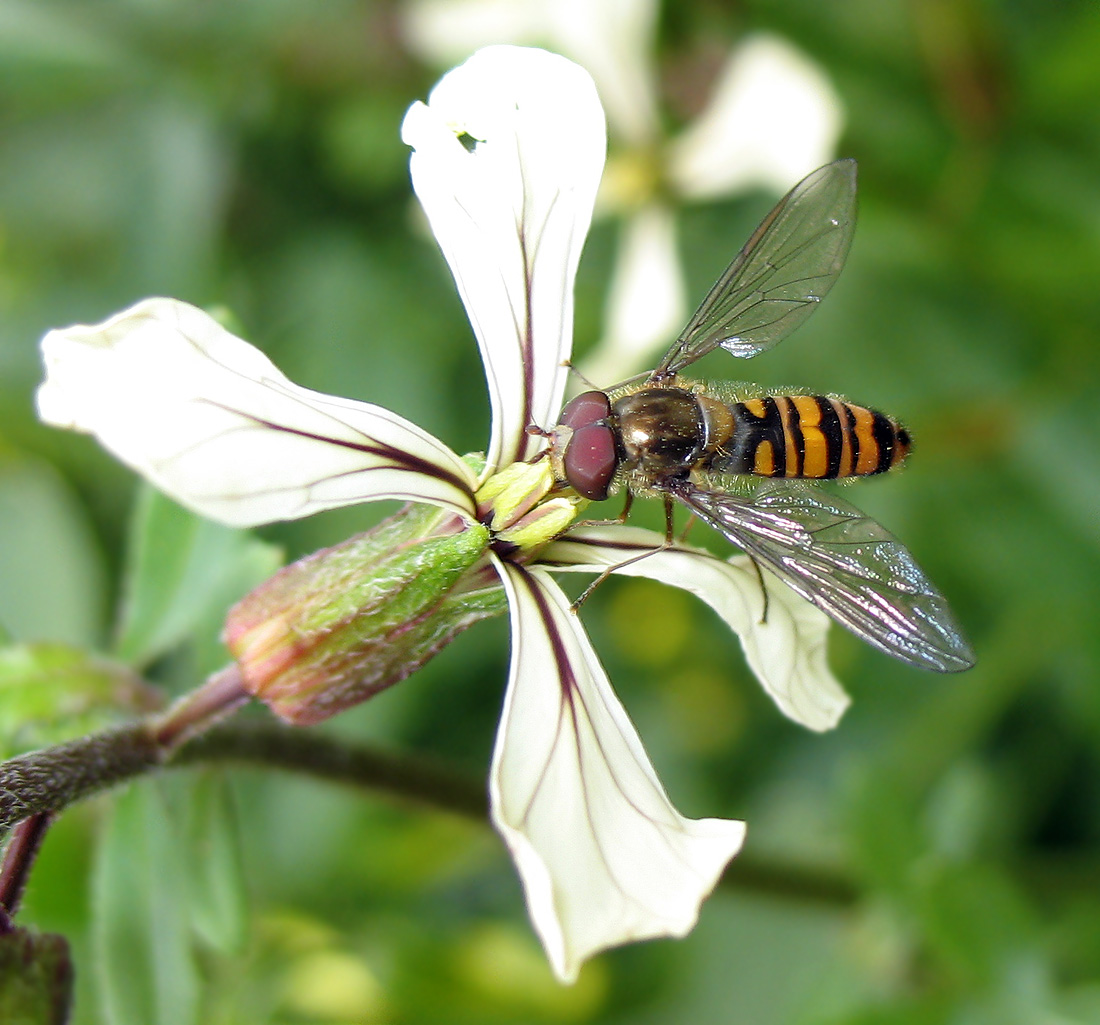 Episyrphus balteatus.