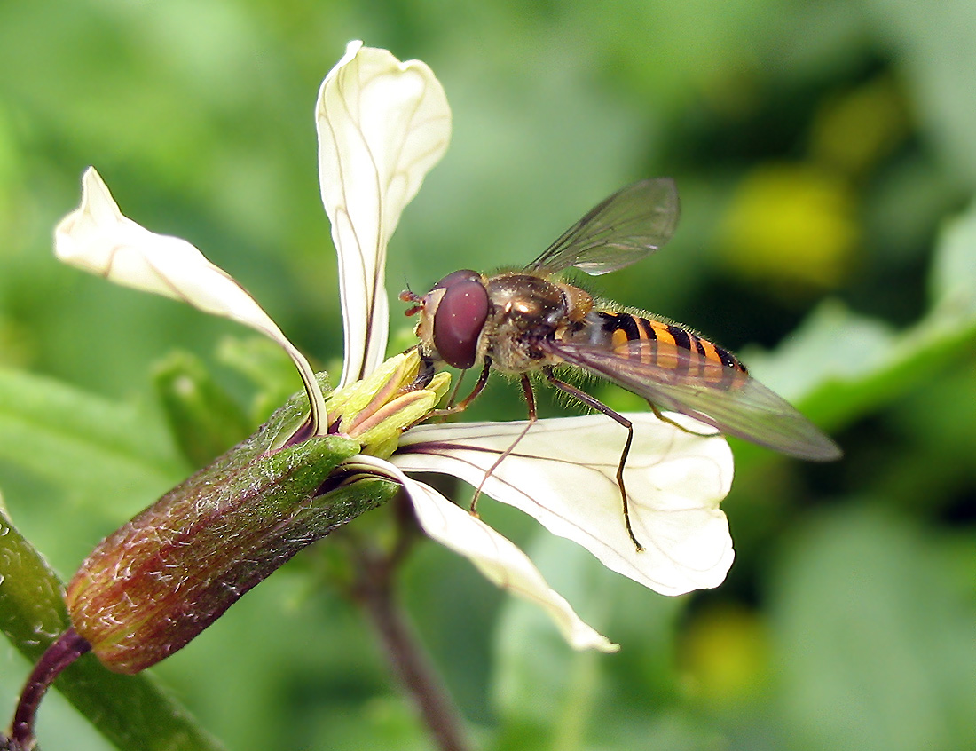 Episyrphus balteatus.