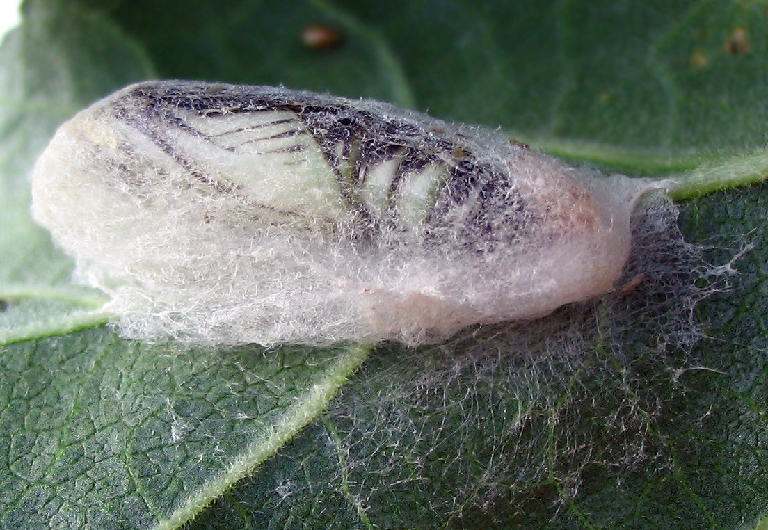 Pupa di Charcarodus alceae?