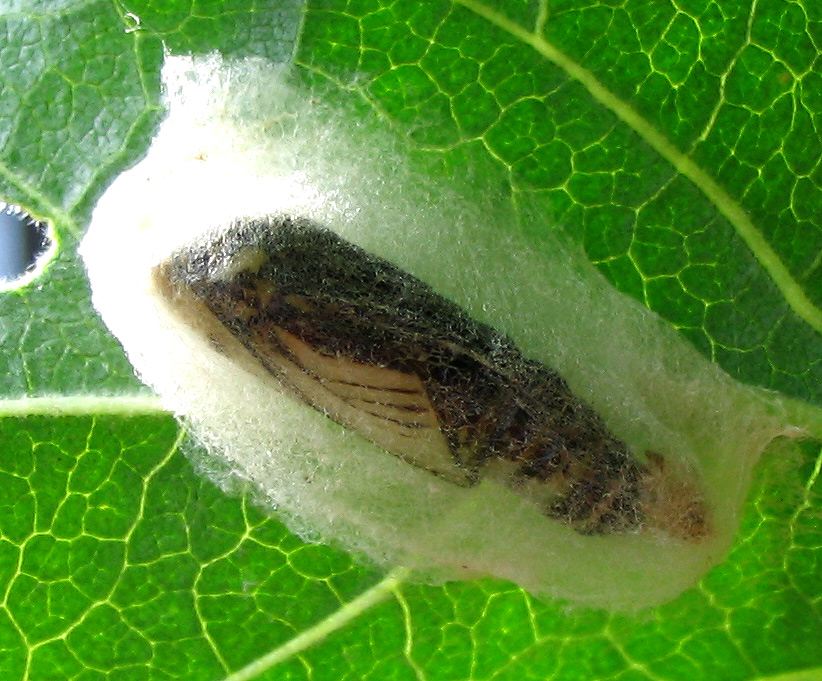 Pupa di Charcarodus alceae?